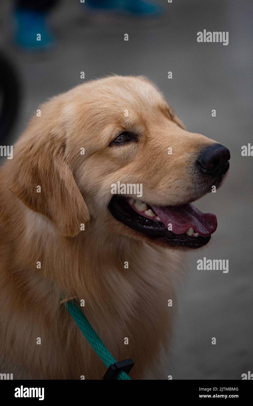 Golden Retriever a uno spettacolo di cani Foto Stock