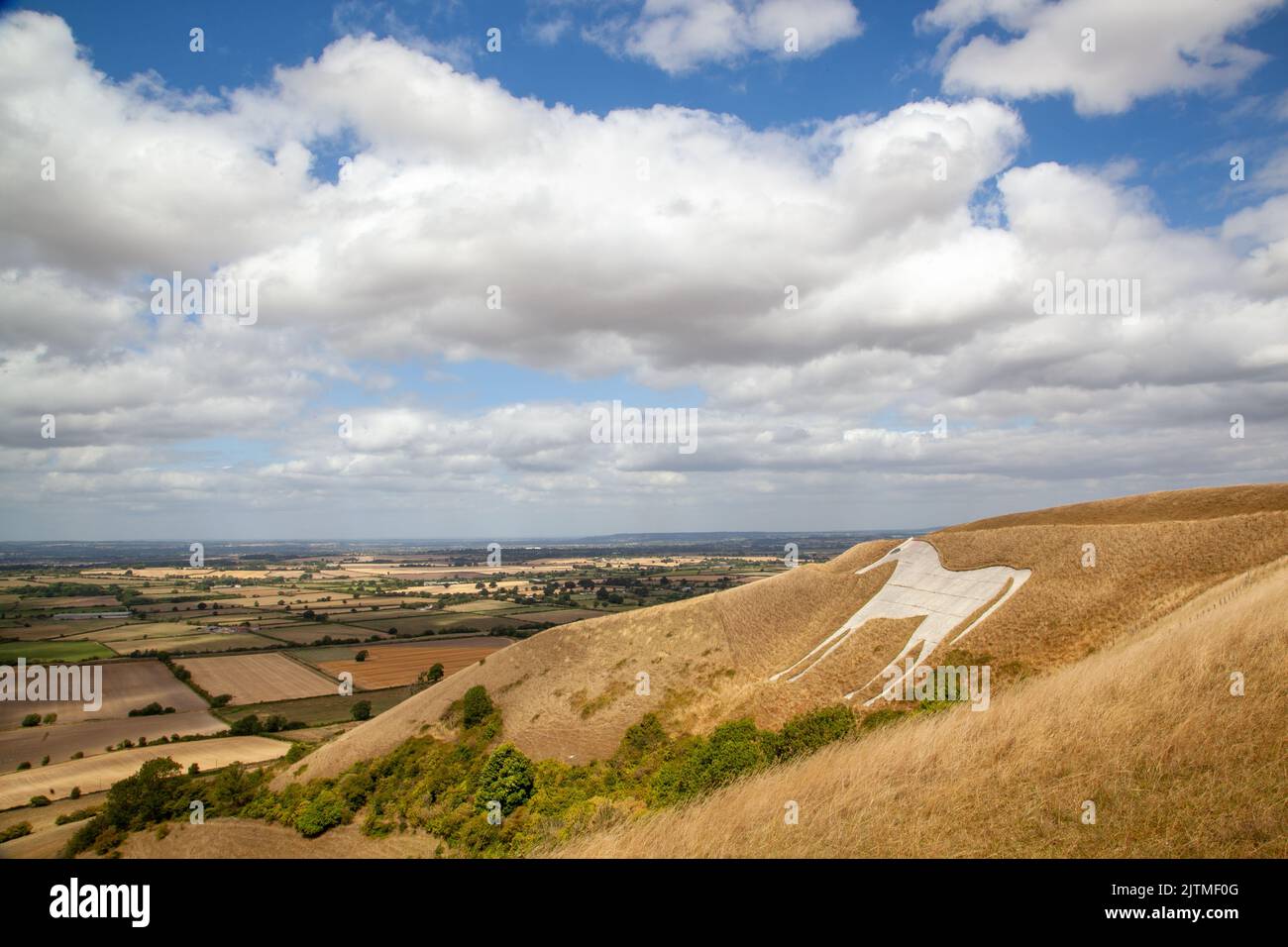 Westbury White Horse sulla scarpata di Salisbury Plain è il più antico dei numerosi cavalli bianchi scolpiti nel Wiltshire visti durante la siccità delle onde di calore Foto Stock