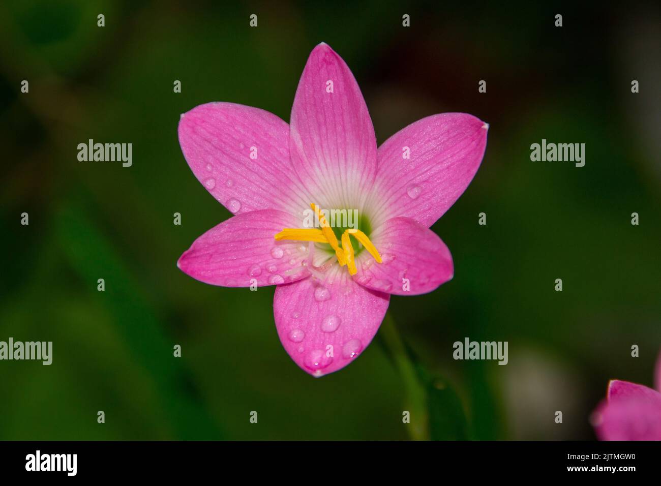 Giglio di pioggia rosa, un fiore molto comune nei giardini a Rio de Janeiro Brasile (Zephyranthes Rosea) Foto Stock