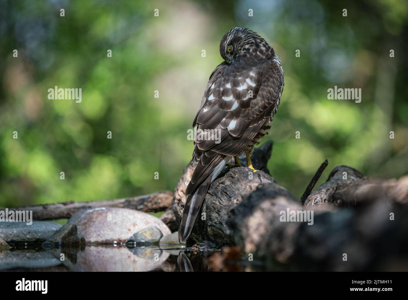 bellissimo falco-passero che riposa su un albero Foto Stock