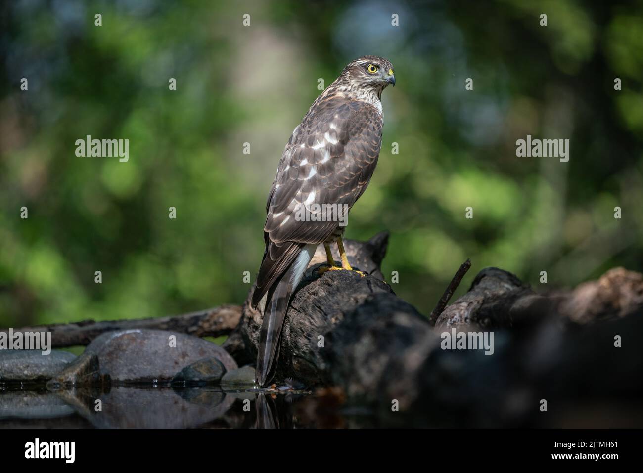 bellissimo falco-passero che riposa su un albero Foto Stock