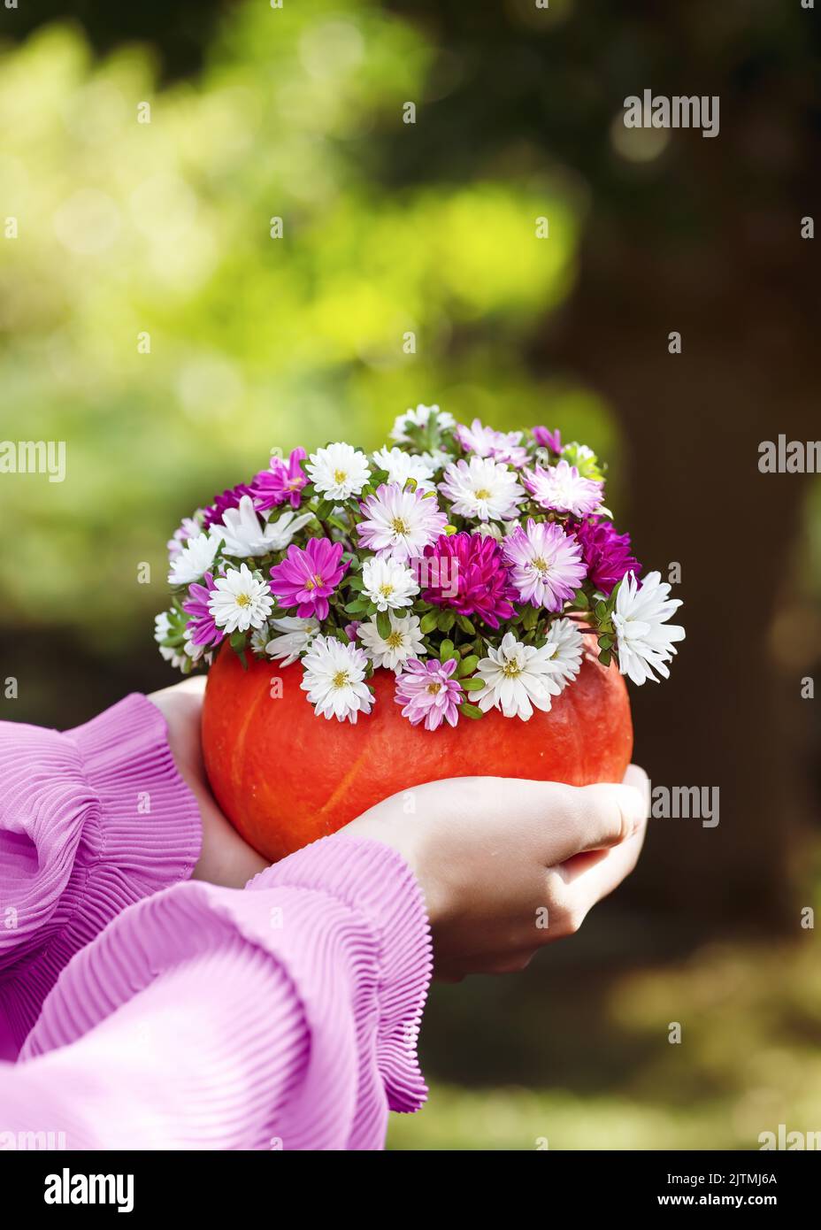 Le mani della ragazza che tiene vaso di zucca fatto a mano con bel bouquet di fiori di astro colorato init. Foto Stock