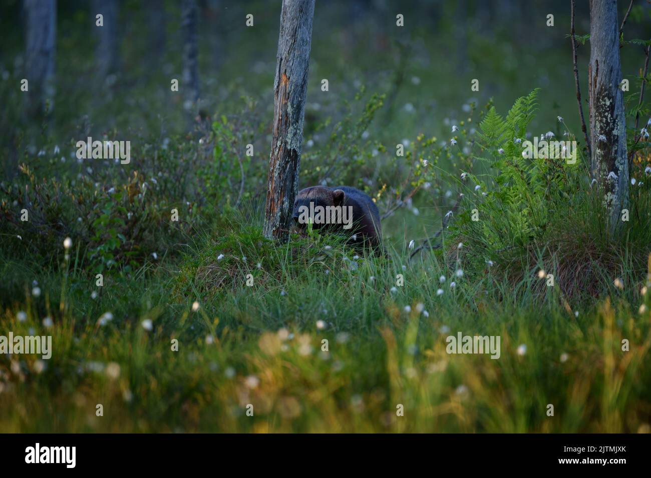 Il wolverino, Guo golo, detto anche glutone, carcajou, o campaniletto, è la più grande specie della famiglia Mustelidae Foto Stock