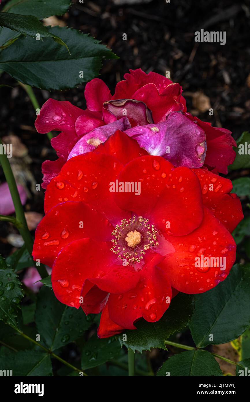 Fiori di 'Golden pantofole' Rosa Foto Stock