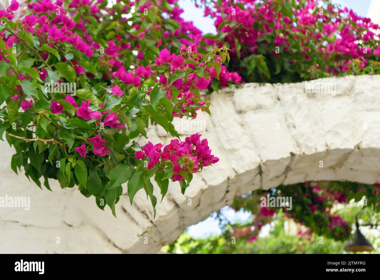 Fiori rosa di bougainvillea fioritura su muro arco di mattoni bianchi. Estate sfondo floreale. Foto Stock