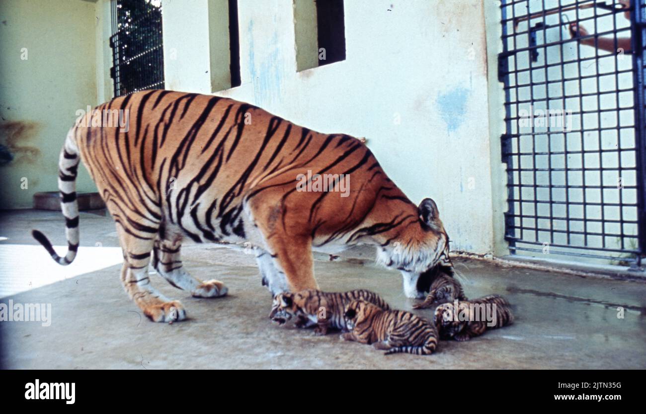 15 maggio 1981, Londra Regno Unito: Bengala Tiger con i cuccioli appena nati in una recinzione protetta. Originarie dell'India, del Bangladesh, del Nepal, del Bhutan e di alcune parti della Russia e della Cina, le tigri del Bengala sono grandi ed estremamente potenti, rendendole uno dei predatori più rispettati! Sono cacciatori notturni, che abbatteranno preda come bufali, cervi e maiali, sono molto territoriali e tendono a vivere una vita solitaria. Il loro caratteristico cappotto a strisce è utile per camuffare ed è unico per ogni animale. Con una popolazione stimata di circa 2500 abitanti, le tigri del Bengala sono una specie minacciata a causa del poac illegale Foto Stock