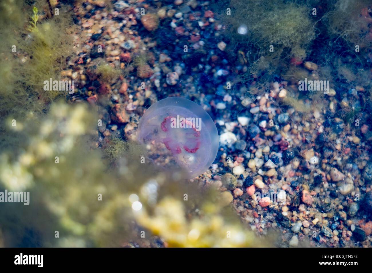 Meduse nuotare nel Mar Baltico durante la calda giornata estiva. Sparato attraverso acqua. Foto Stock