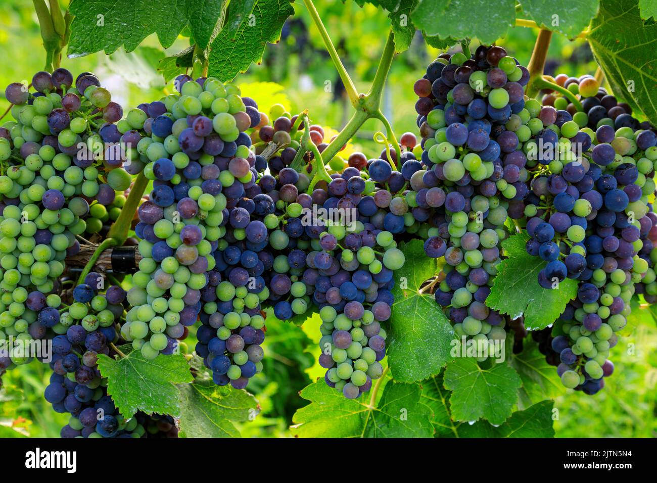 In viticoltura, la veraison è l'inizio della maturazione delle uve. La veraison rappresenta la transizione dalla crescita di bacche alla maturazione di bacche, e molti Foto Stock