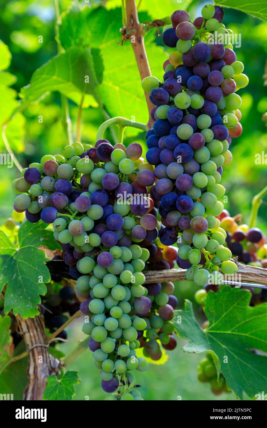 In viticoltura, la veraison è l'inizio della maturazione delle uve. La veraison rappresenta la transizione dalla crescita di bacche alla maturazione di bacche, e molti Foto Stock