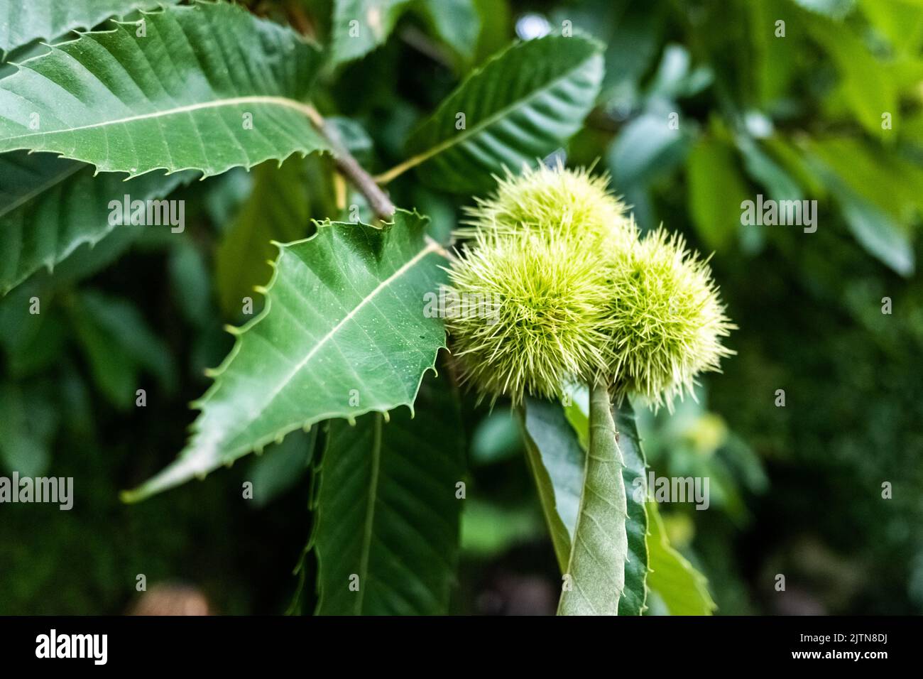 Castagne che maturano durante l'estate per essere raccolte in autunno. Foto Stock