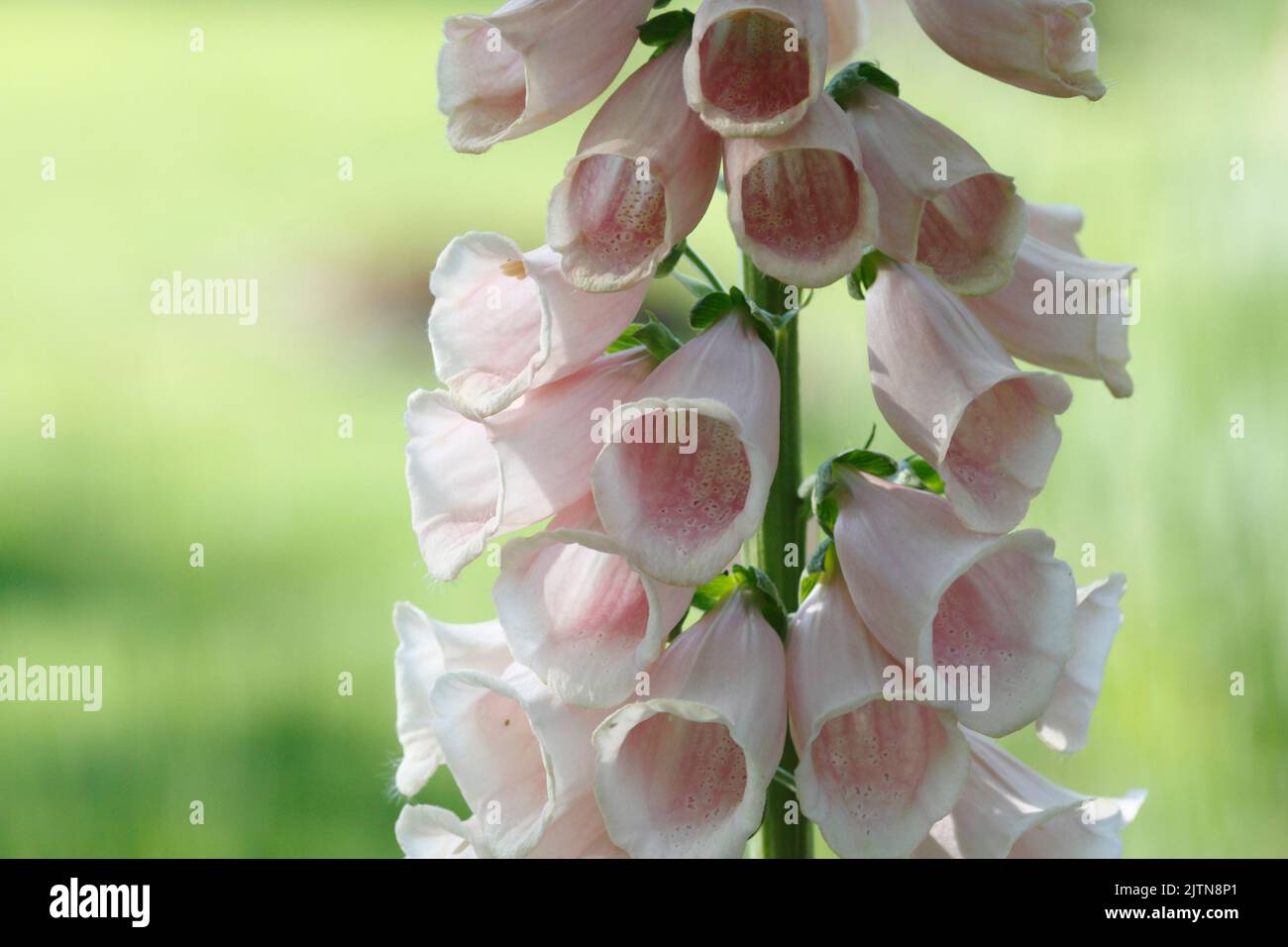 Primo piano di un fiore digitalico rosa chiaro Foto Stock