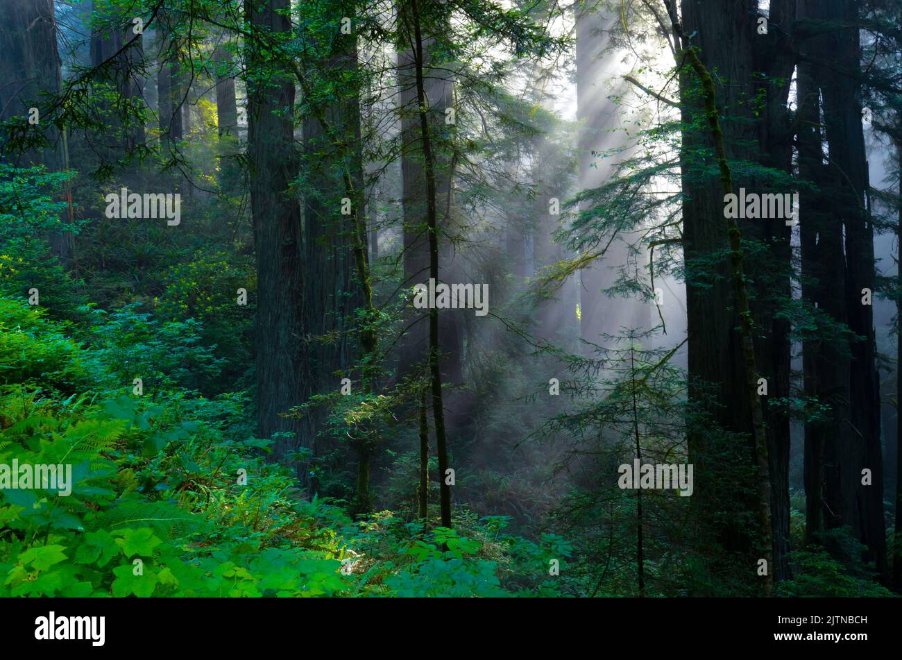 I raggi del Dio filtrano attraverso gli alberi di sequoia nel primo Mist di mattina Foto Stock