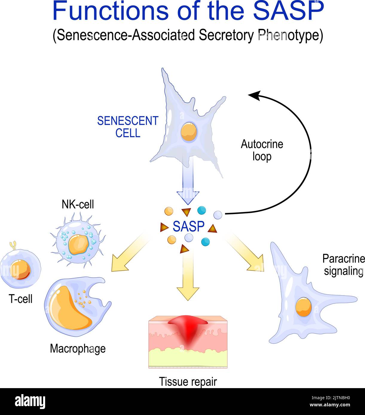 Senescenza cellulare. Funzioni del SASP. Fenotipo secretorio associato a senescenza. Modifica le cellule senescenti durante l'invecchiamento. Diffonde la senescenza Illustrazione Vettoriale