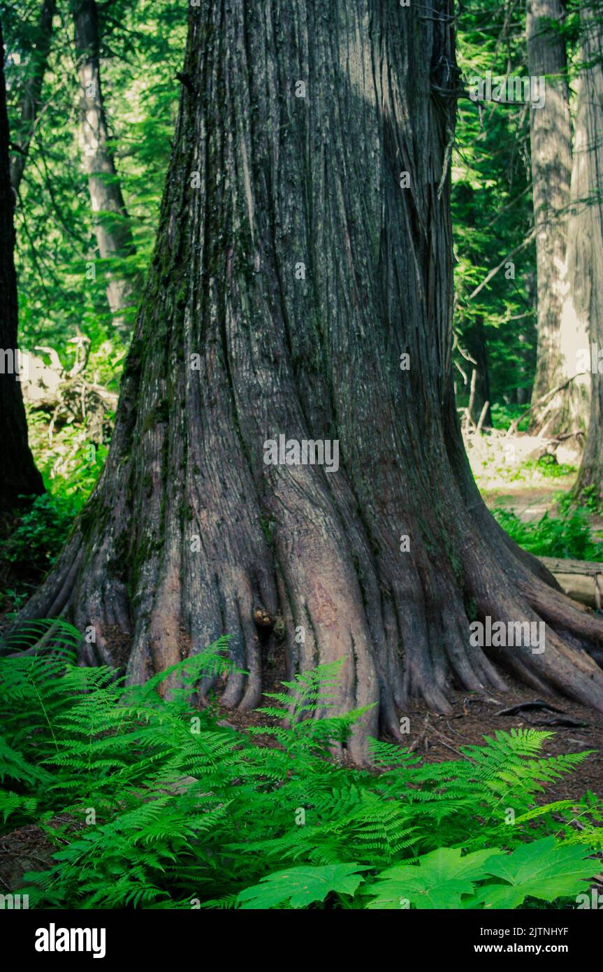 Settler's Grove of Ancient Cedars ia An Idaho National Forest situato a nord della storica Murray nella Silver Valley Foto Stock