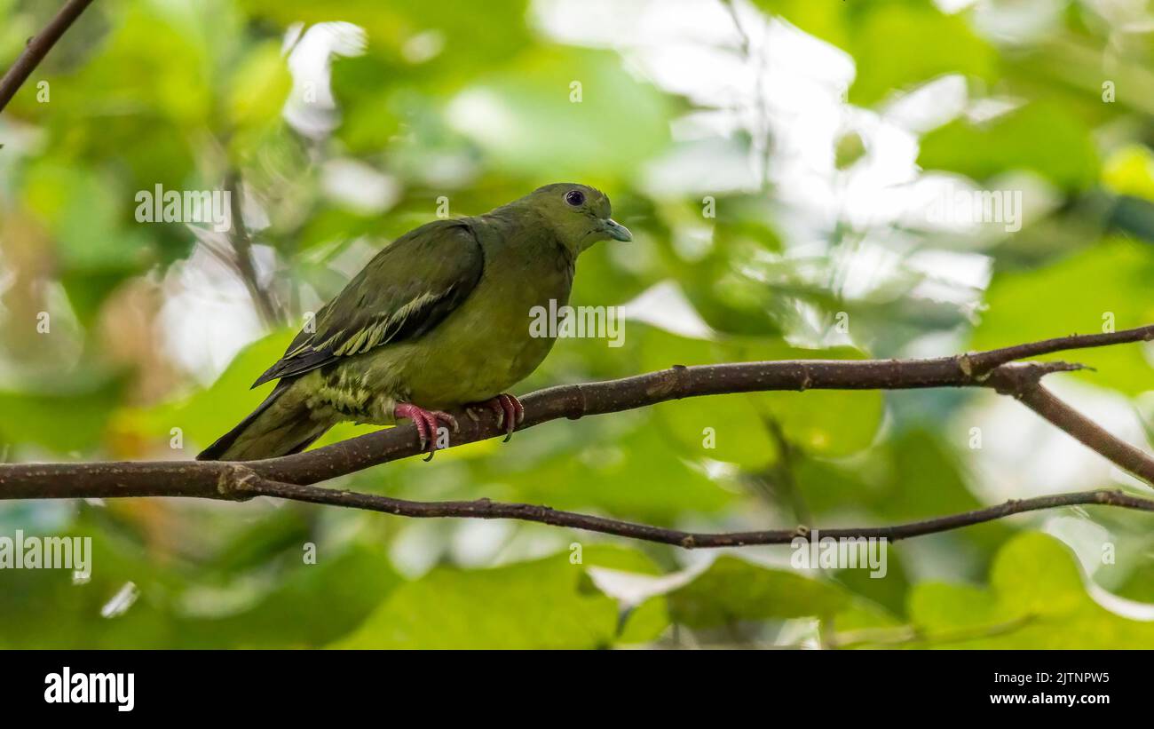 Un Pigeon Verde dal collo rosa (Treron vernans) arroccato in un albero fruttifero Foto Stock