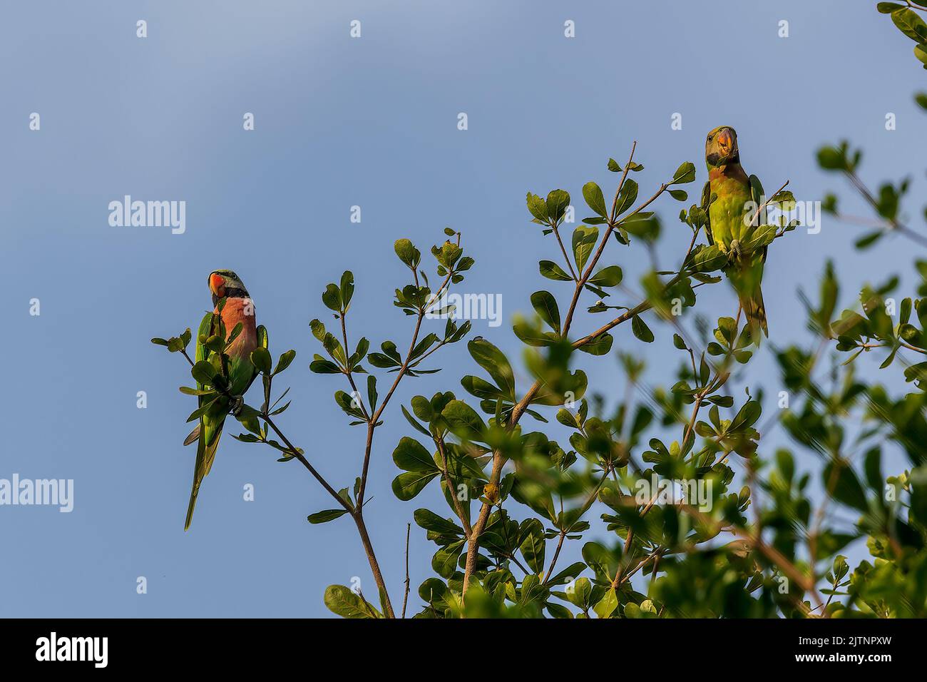 Il Parakeet rosso (Psittacula alexandri) arroccato in un albero Foto Stock