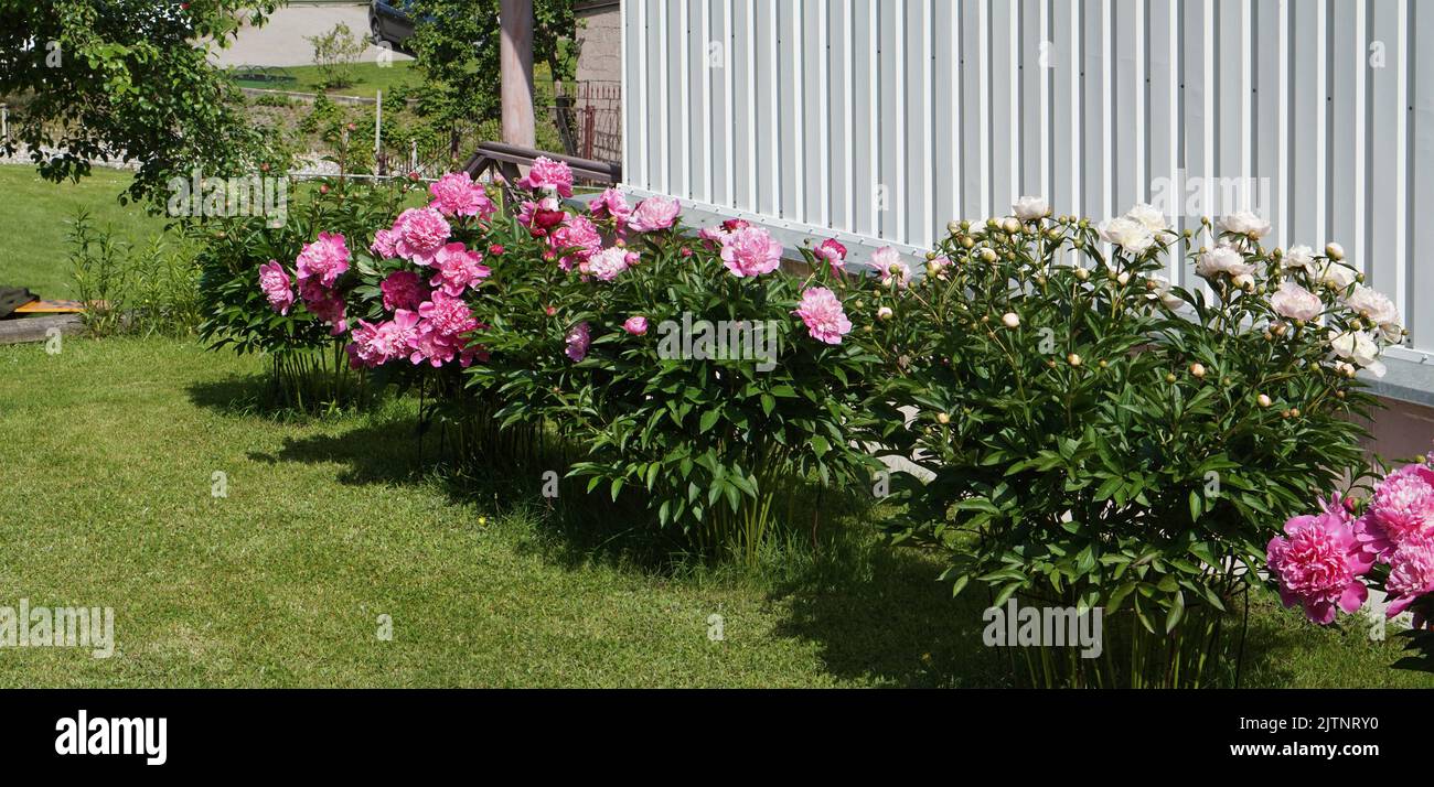 Le peonie rosa e bianche di giugno fioriscono accanto a una casa rurale Foto Stock