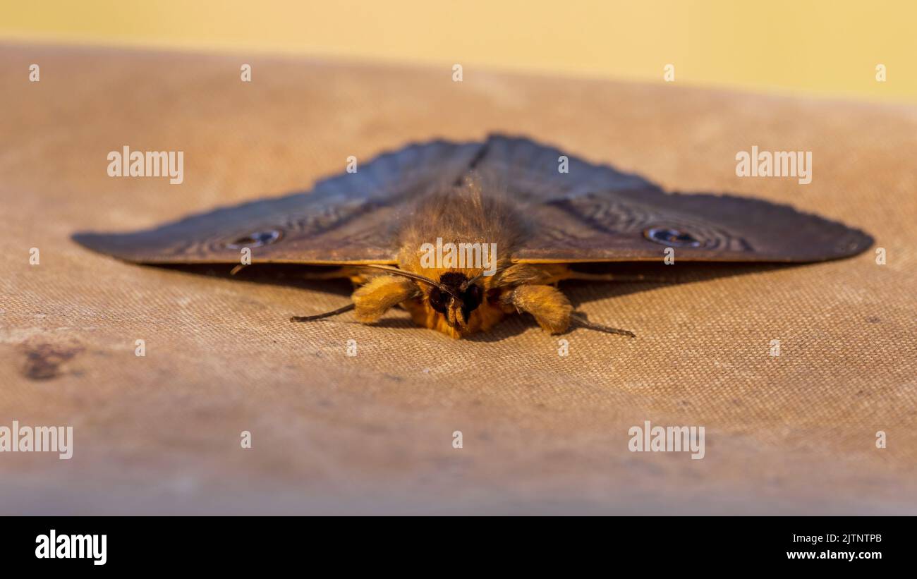 Vista frontale ravvicinata di una grande falce australiana marrone conosciuta come la Vecchia Signora o la Granny Moth (Dasypodia selenophora) Foto Stock