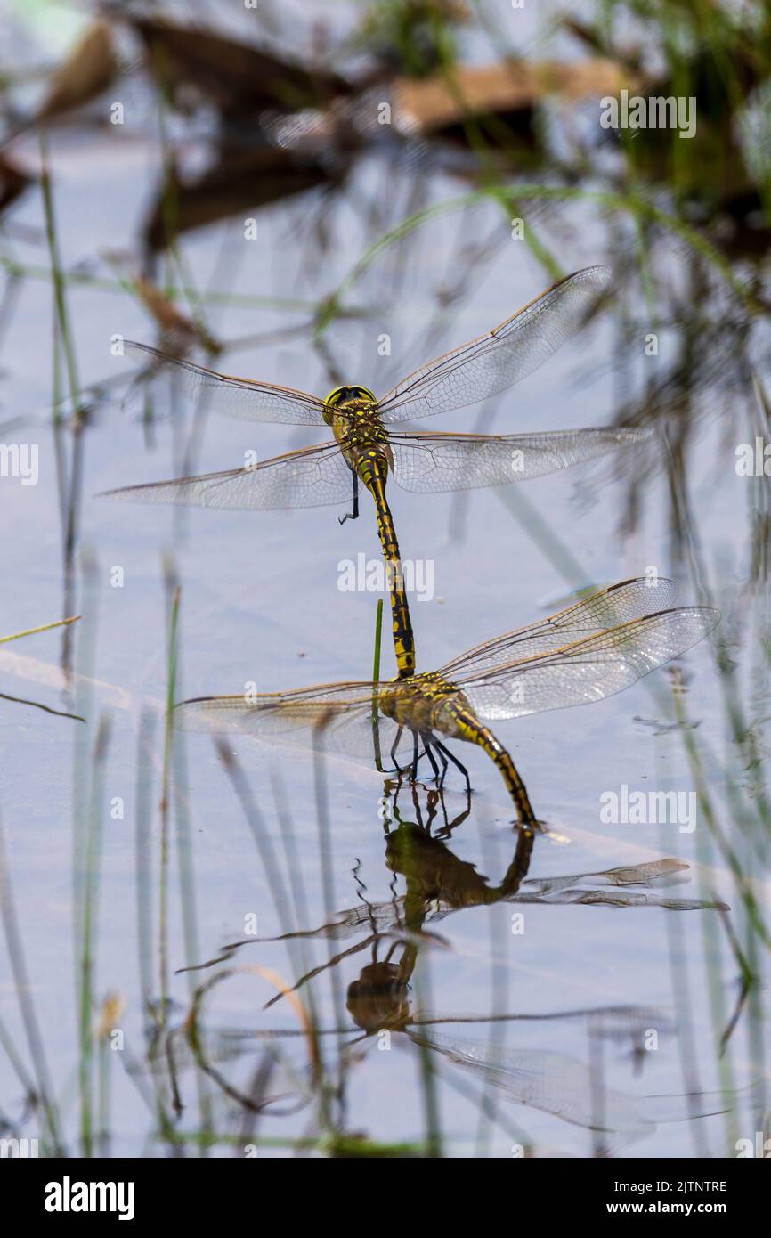 Tau Libellula Smeraldo (Hemicordulia tau) Foto Stock