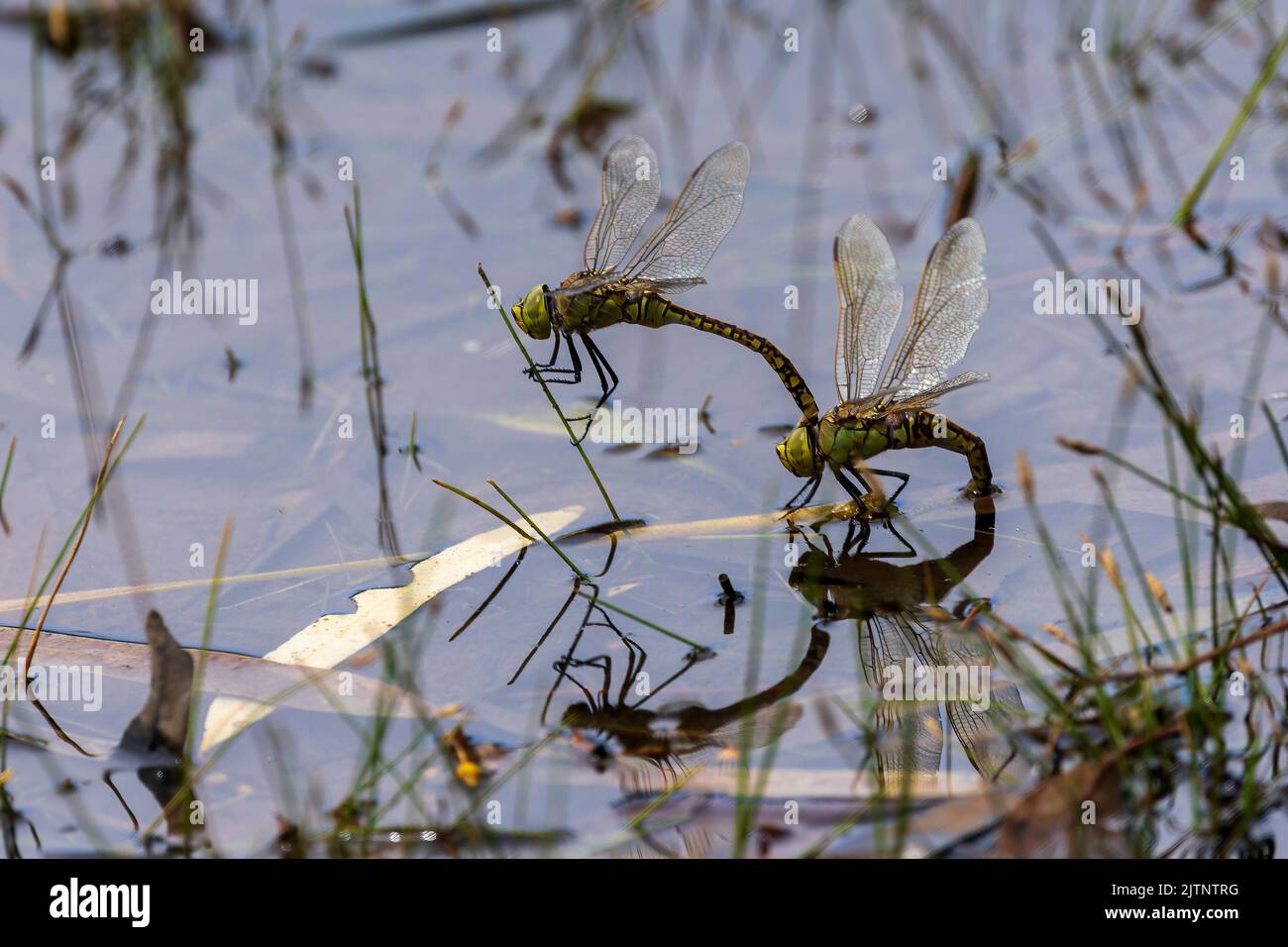 Tau Libellula Smeraldo (Hemicordulia tau) Foto Stock