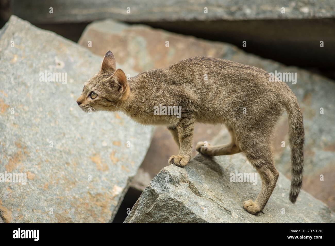 i gatti selvatici sono attivi intorno alla radura, allevano dozzine di adorabili cuccioli piccoli. Foto Stock