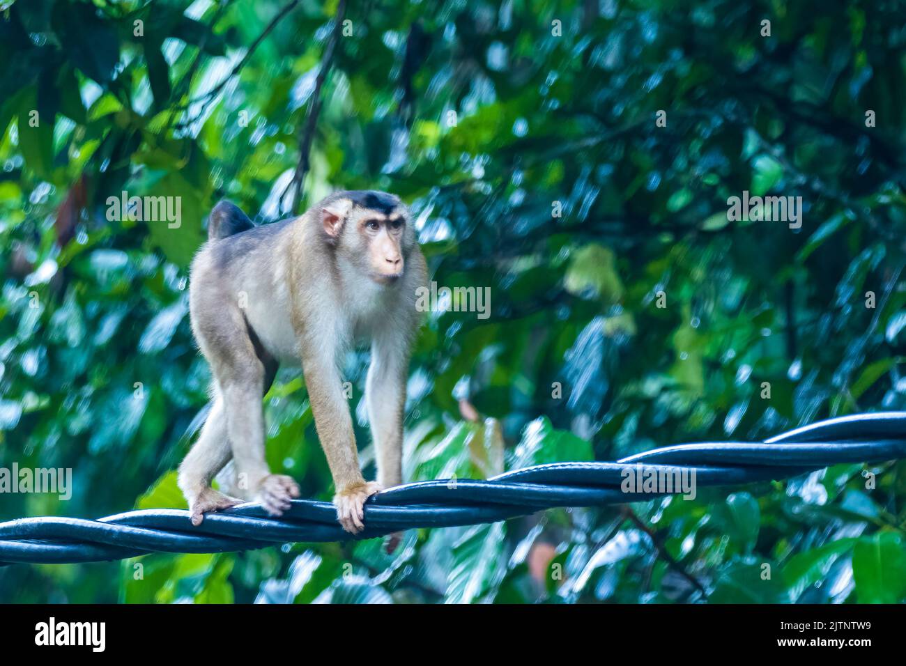 Una famiglia di macachi dalla coda di maiale del Sud (Macaca nemestrina) seduti su una linea elettrica Foto Stock