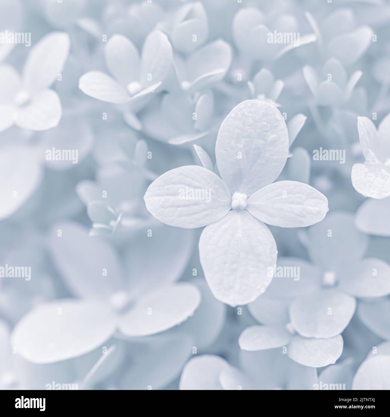 Sfondo di petali bianchi morbidi di Hydrangea limelight o Hydrangea close-up Foto Stock