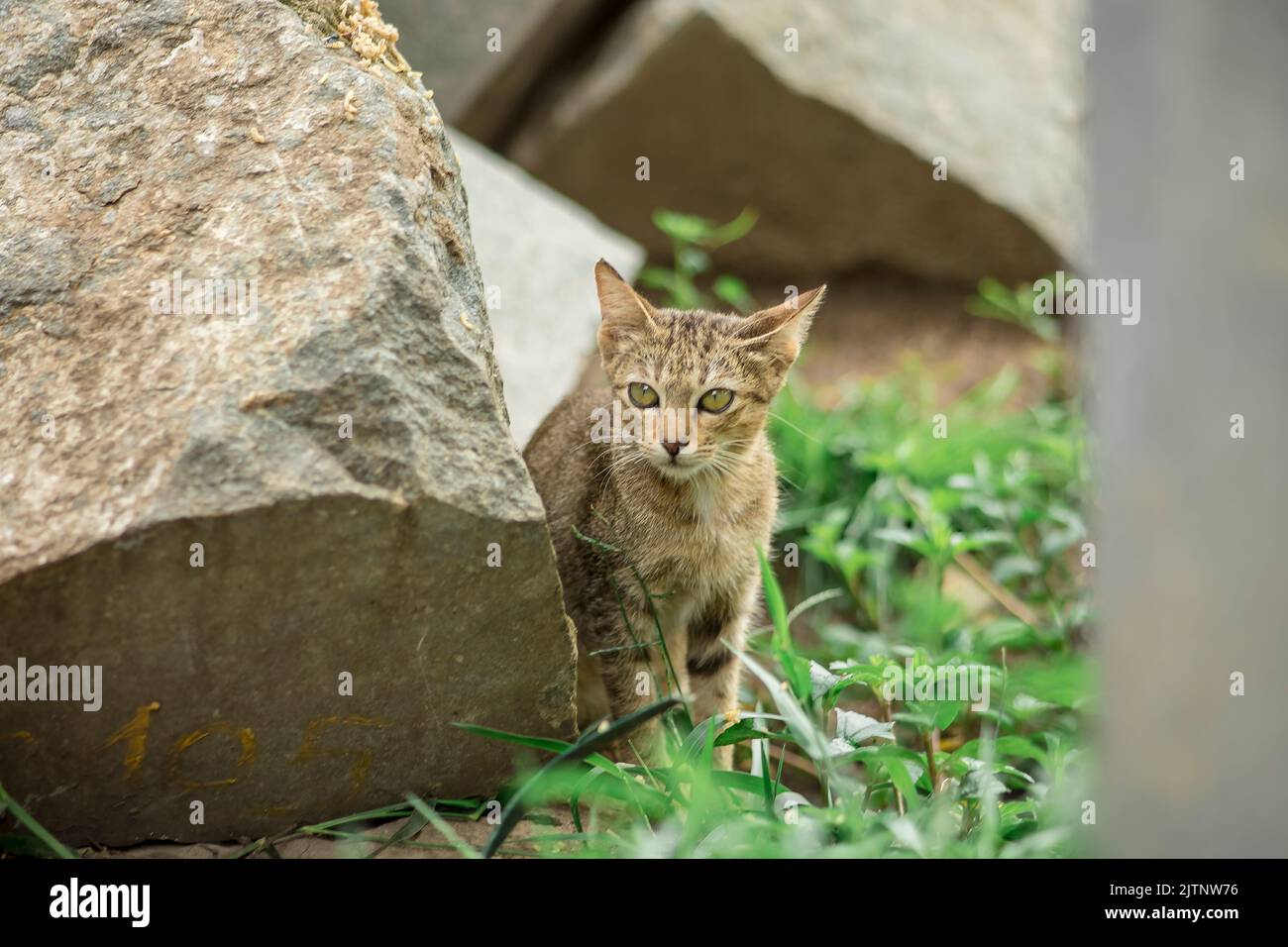 i gatti selvatici sono attivi intorno alla radura, allevano dozzine di adorabili cuccioli piccoli. Foto Stock