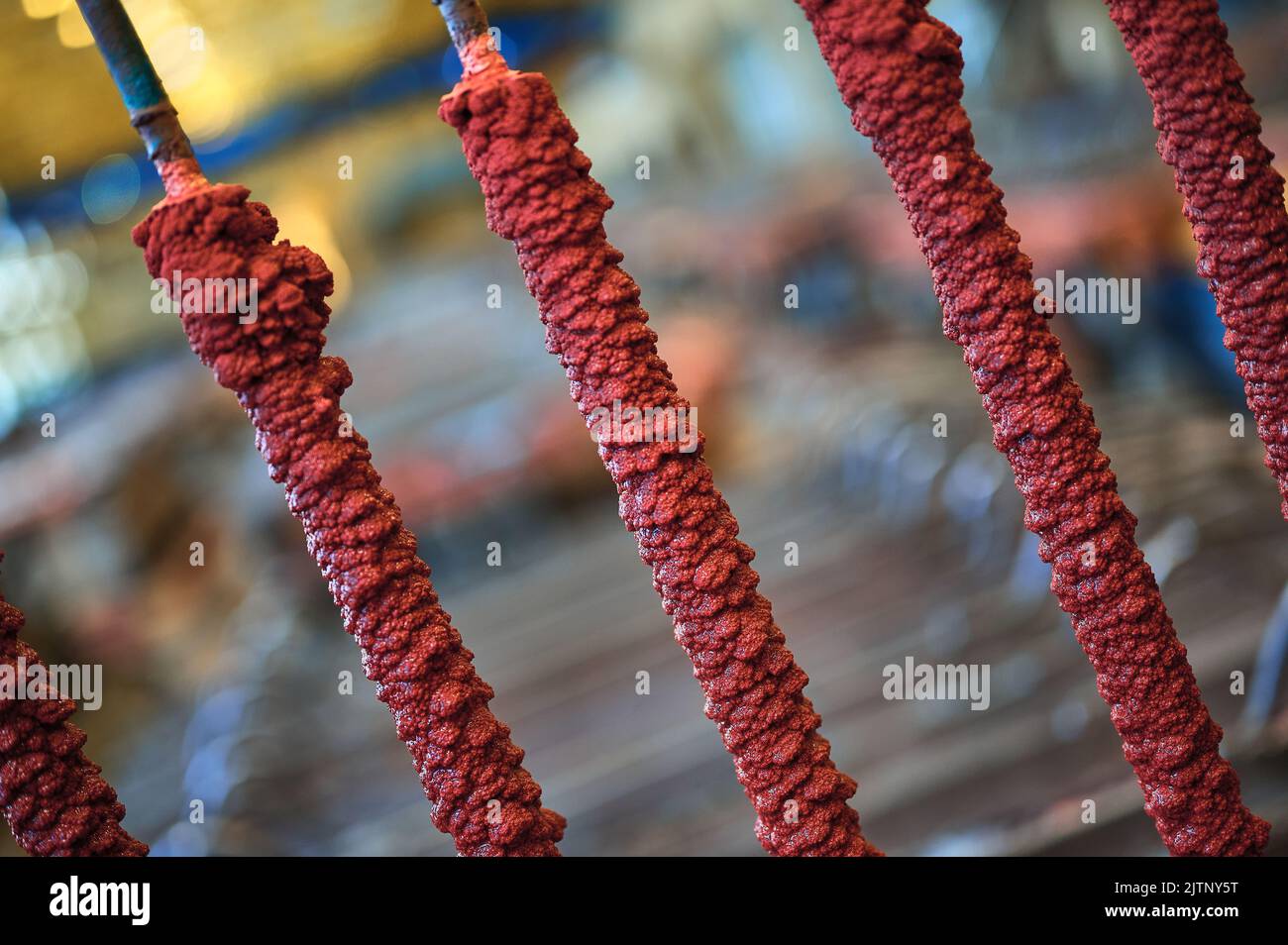 Sovracrescita di polvere di rame rosso su lunghe aste catodiche metalliche Foto Stock