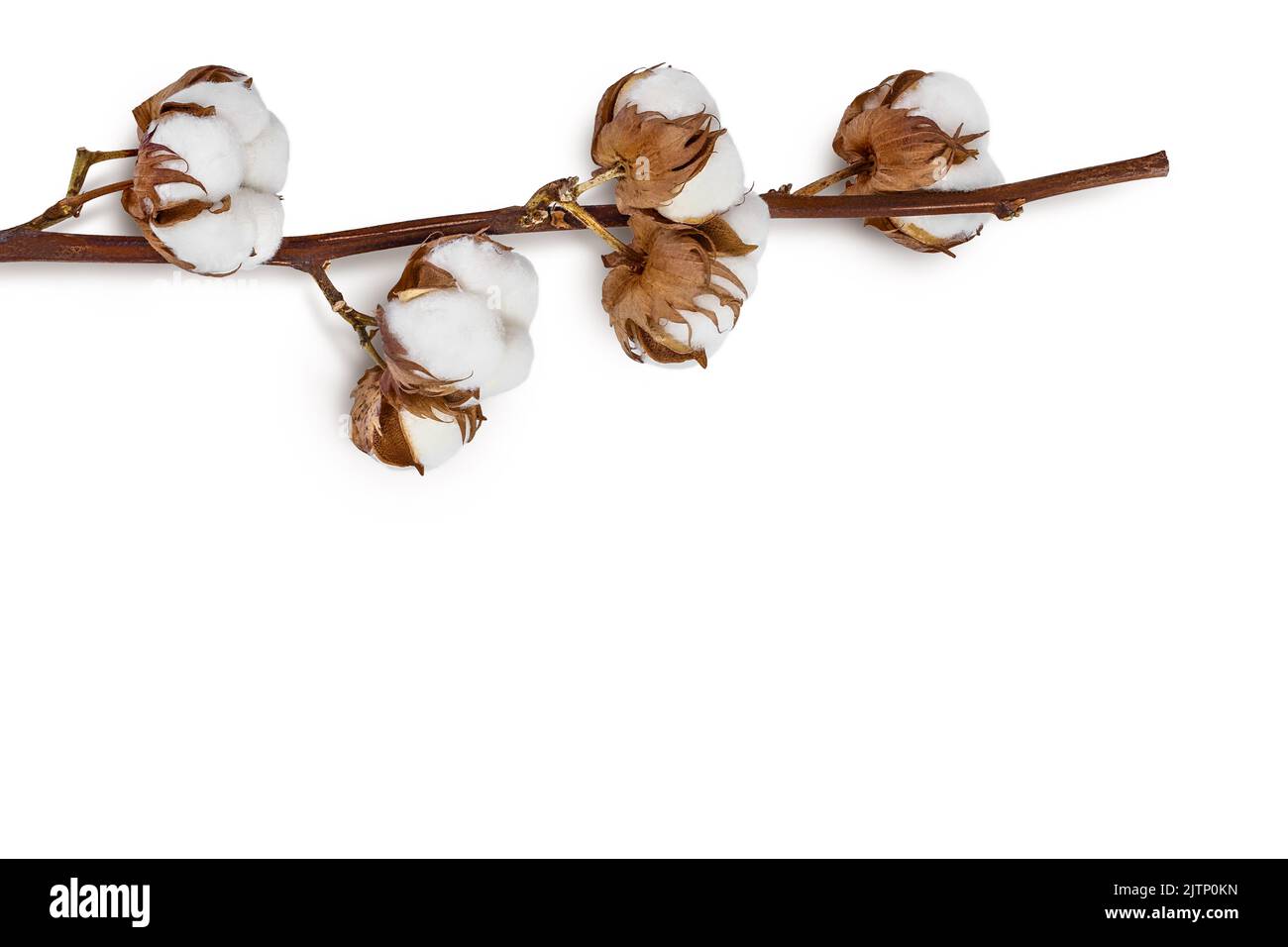 Ramo di fiori di piante di cotone isolato su sfondo bianco con profondità di campo completa Foto Stock