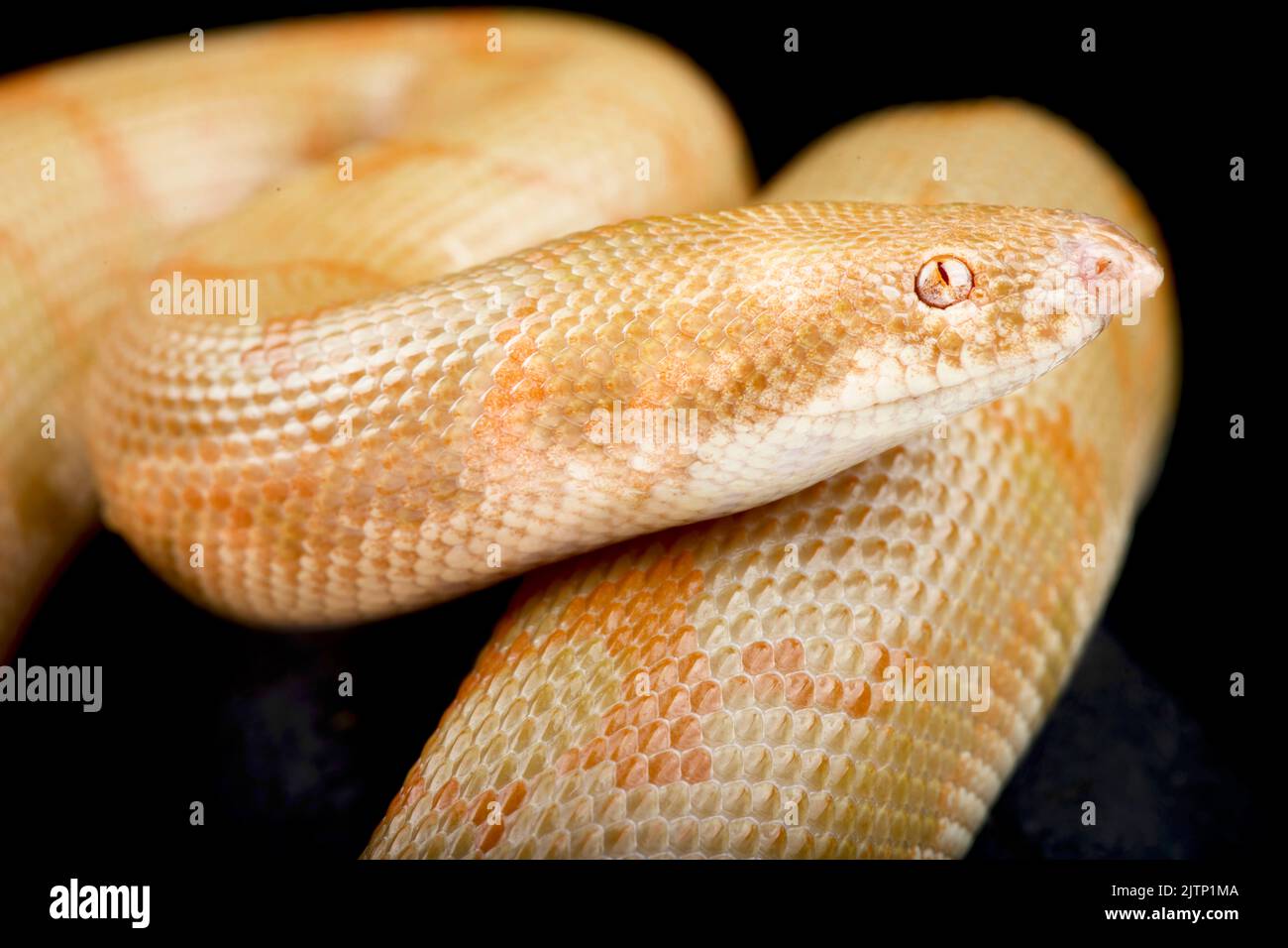 Boa di sabbia keniota di Albino (Eryx colubrinus) Foto Stock