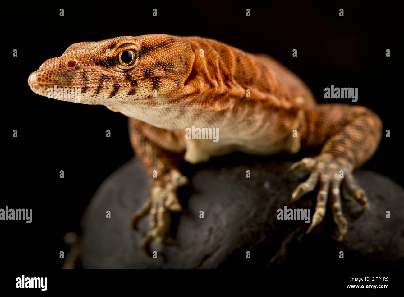 Pilbara rock monitor (Varanus pilbarensis) Foto Stock