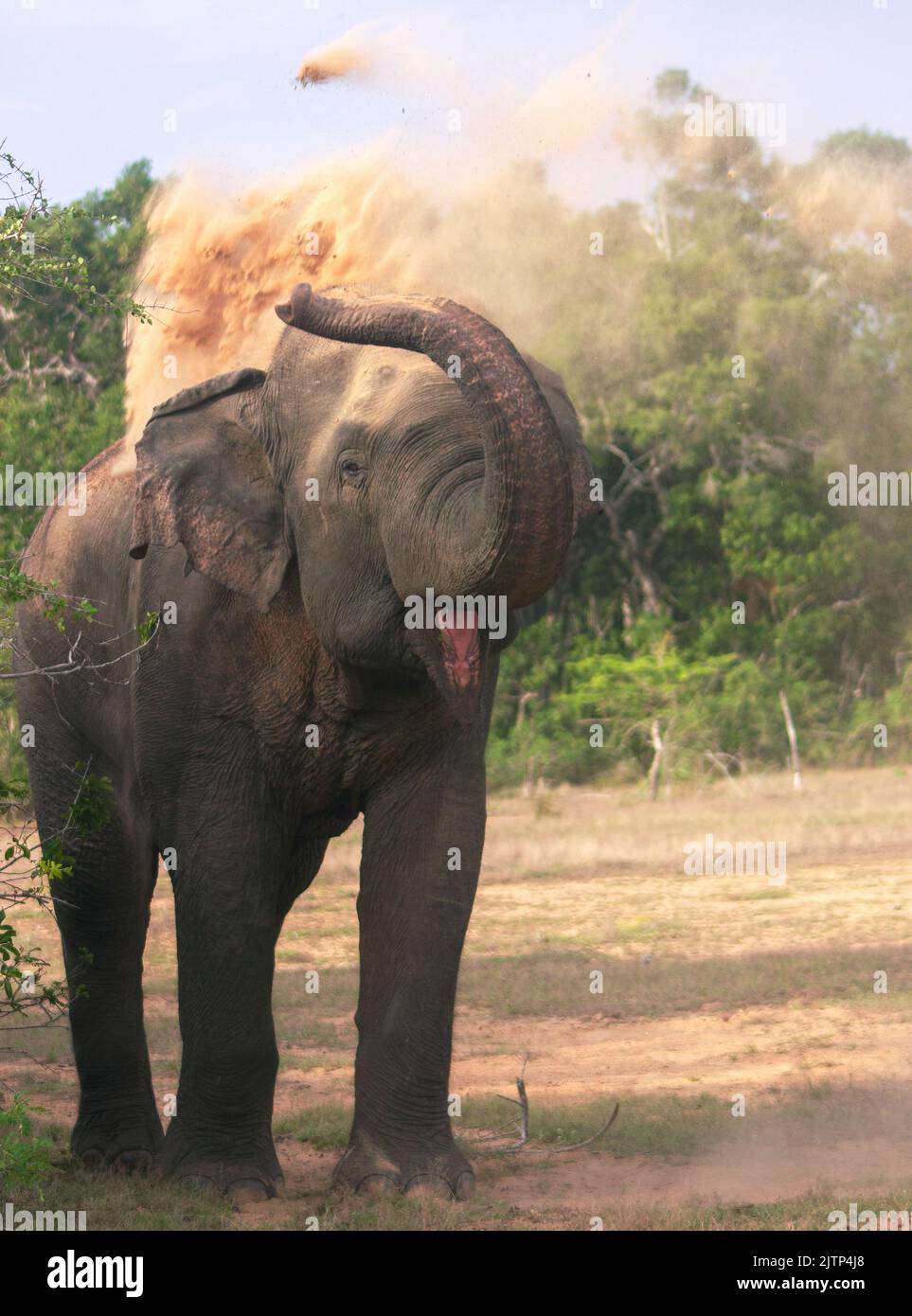Bagno di polvere di elefante; elefante da bagno di polvere; elefante maschio grande; elefante grande; carica di elefante; elefante Bull dallo Sri Lanka Foto Stock
