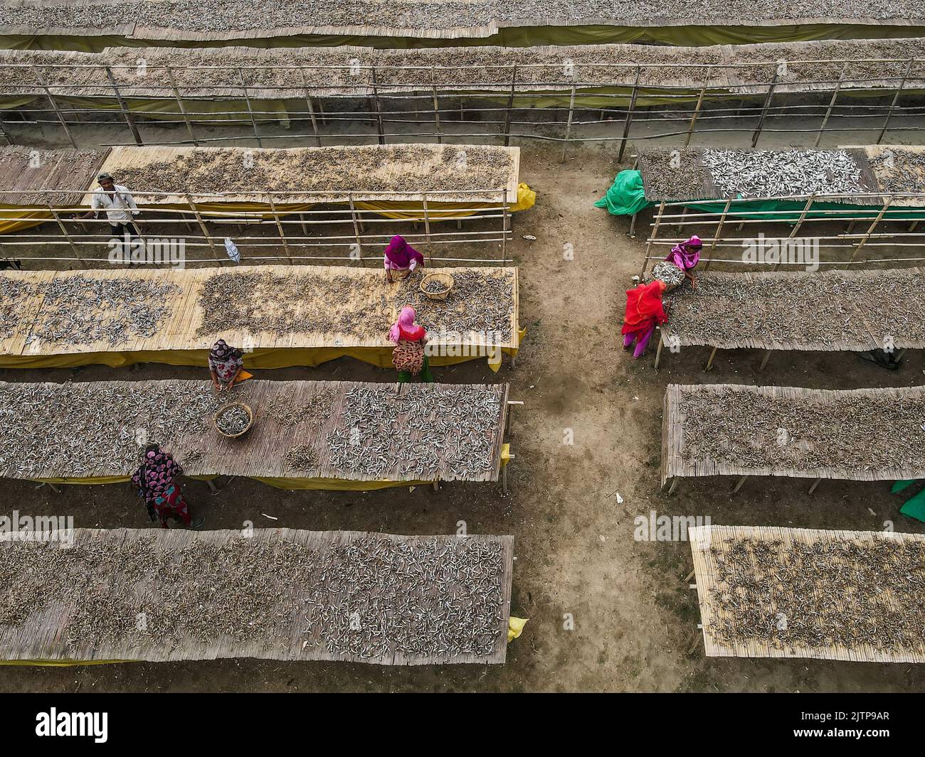 Vista aerea della lavorazione del pesce essiccato. Uno dei metodi più vecchi di conservazione di cibo è cibo che asciuga. Asciugare o conservare pesce essiccato al sole è un metodo di tenere il pesce al sole per rimuovere l'acqua. A causa dell'acqua, diversi microrganismi sopravvivono e aiutano il pesce a decomporsi. Attualmente molte famiglie di pescatori in Bangladesh hanno assunto questo lavoro come professione. Il sito di 300 acri a Najirar Tek nel Bazar di Cox è la più grande pianta di pesce secco in Bangladesh, con circa 5.000 lavoratori che tendono a loro e anche asciugarli su tavoli di legno. Bangladesh. Foto Stock