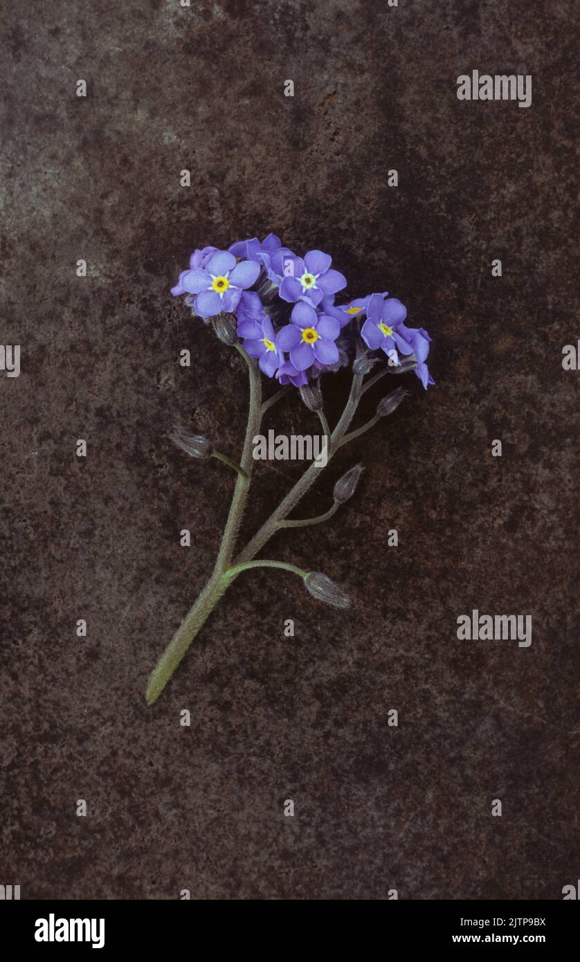 Singola testa di fiori di non dimenticarmi o Myosotis giacente su metallo annerito Foto Stock