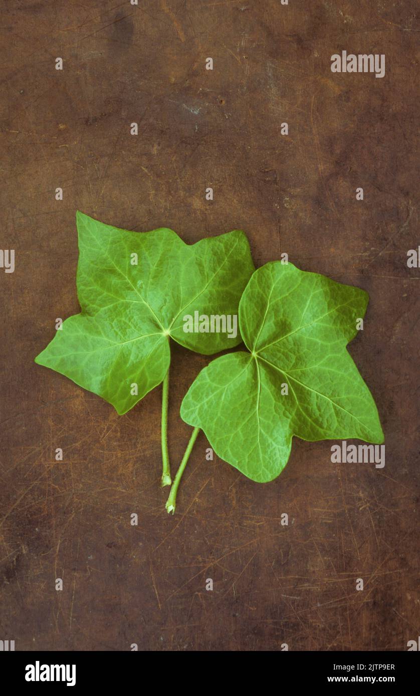 Due foglie fresche e verdi venate e gambi di Ivy o Hedera leix giacenti su pelle rigata Foto Stock