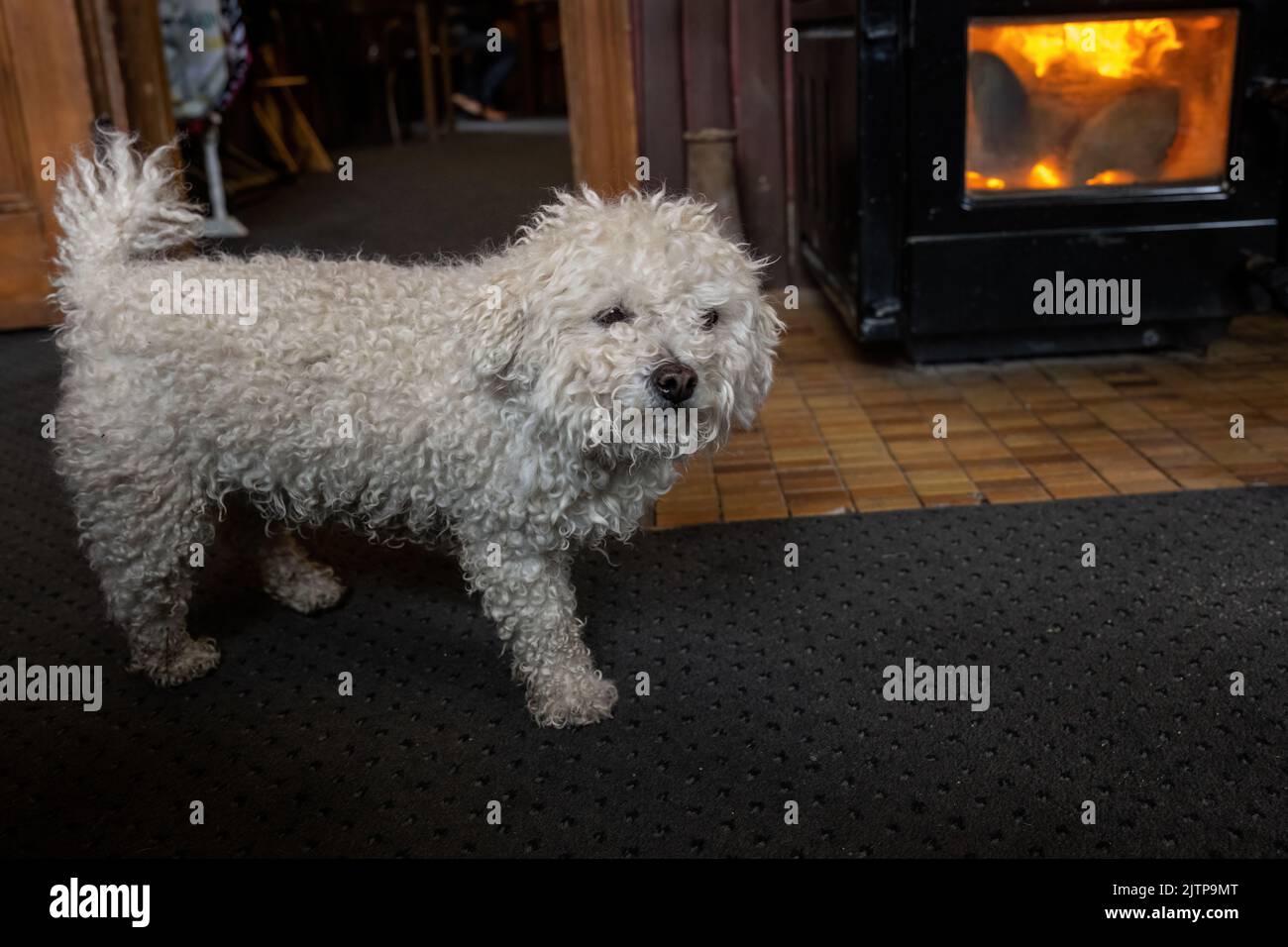 Un piccolo cane riccio bianco che cammina accanto al caminetto in un accogliente pub di campagna. Foto Stock