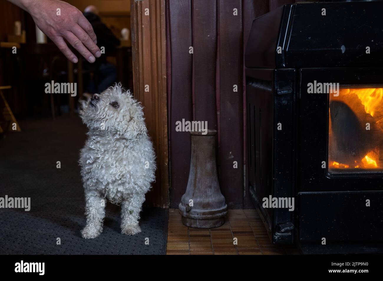 Un piccolo cane riccio bianco accanto al camino in un accogliente pub di campagna. Foto Stock