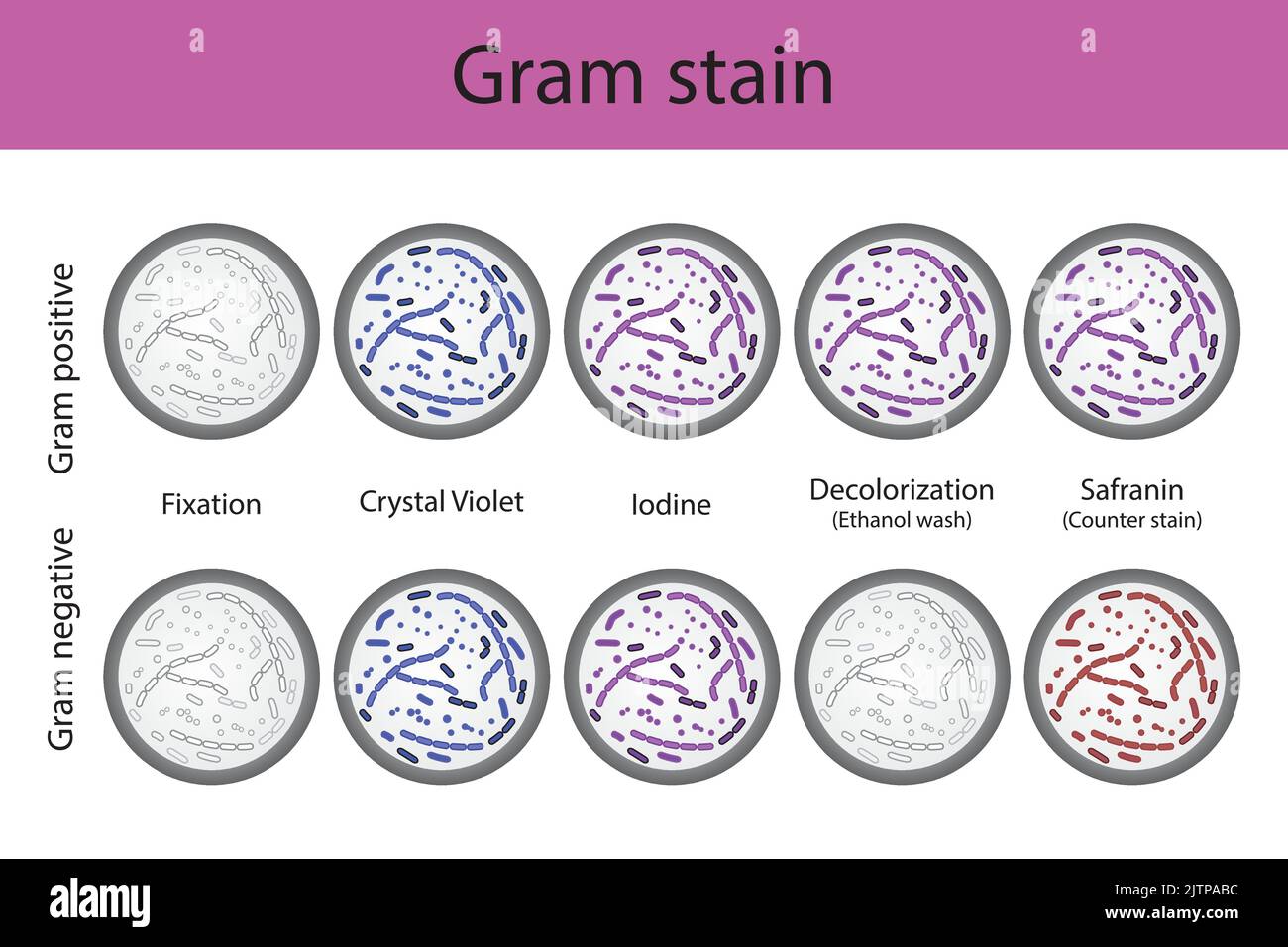 Diagramma che mostra le fasi tecniche del laboratorio di microbiologia con colorazione a grammo - laboratorio di microbiologia con violetto cristallino e Safranin Illustrazione Vettoriale
