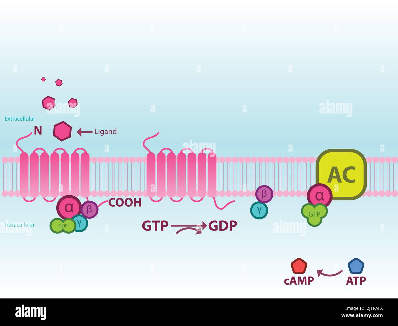Processo di attivazione di adenilato ciclasi tramite GPCR Gs e amplificazione di produzione di Camp. Infografica per l'istruzione, la farmacologia, la biologia. Illustrazione Vettoriale