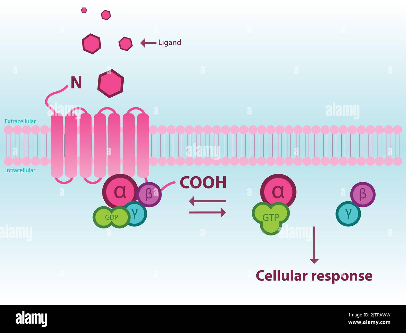 Schema semplificato di attivazione di GPCR attraverso subunità alfa, betta, gamma. Infografica per la farmacologia, la medicina, l'educazione alla biochimica. Illustrazione Vettoriale