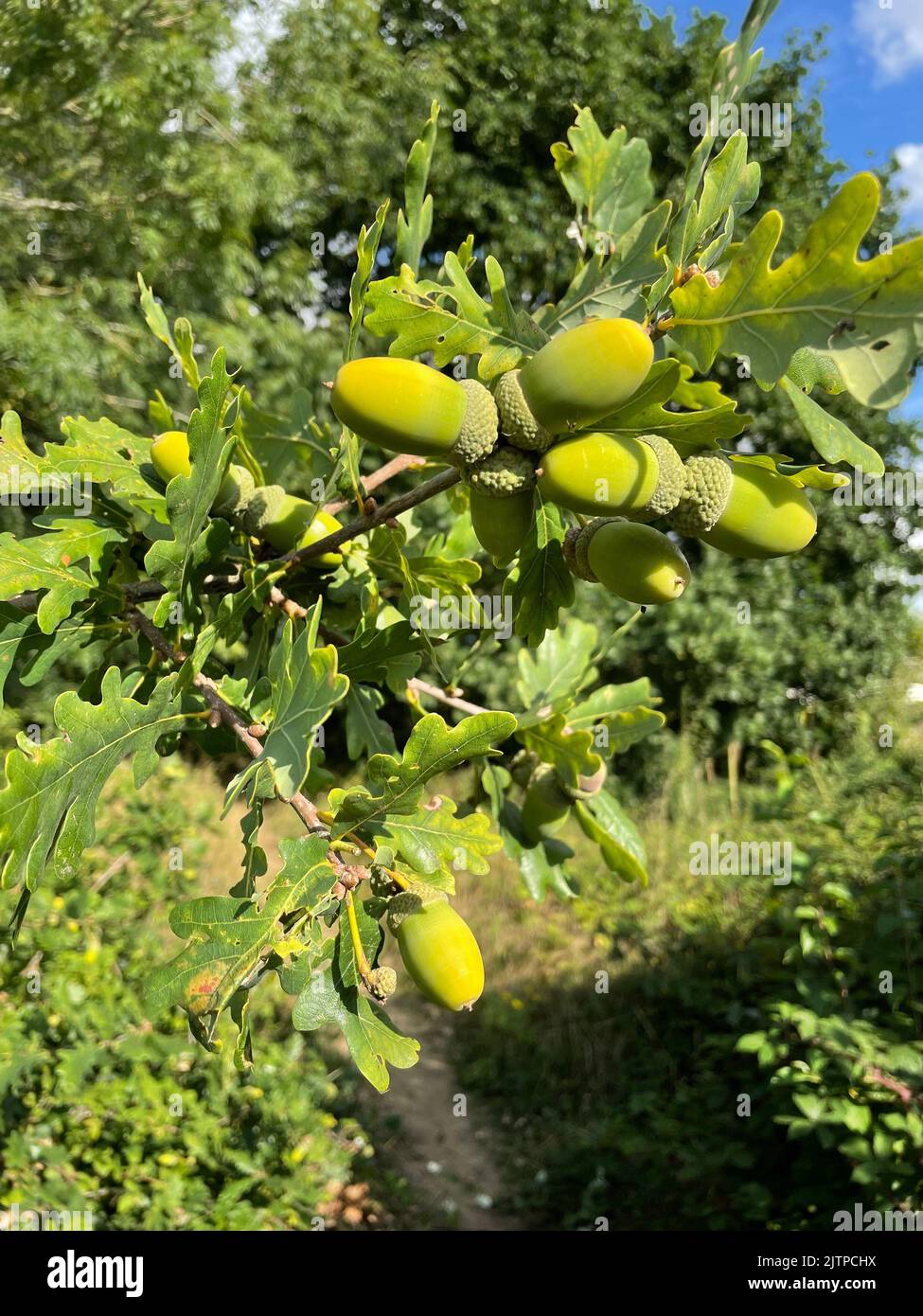 ACORNS su quercia inglese Quercus robur Foto Stock