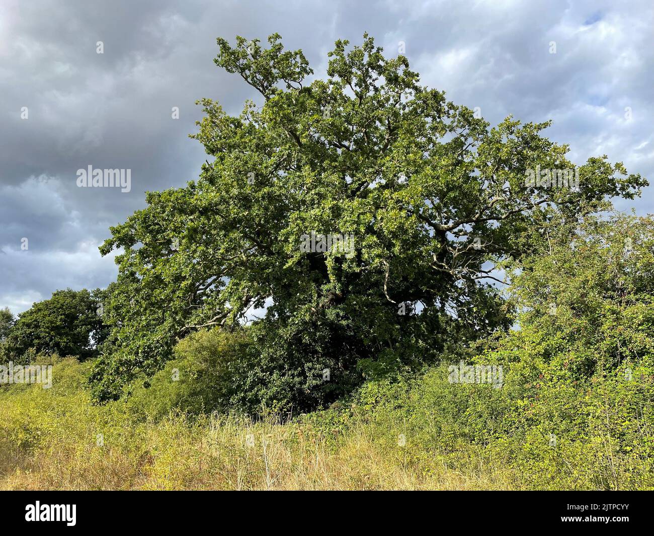 QUERCIA Quercus robur. Foto: Tony Gale Foto Stock