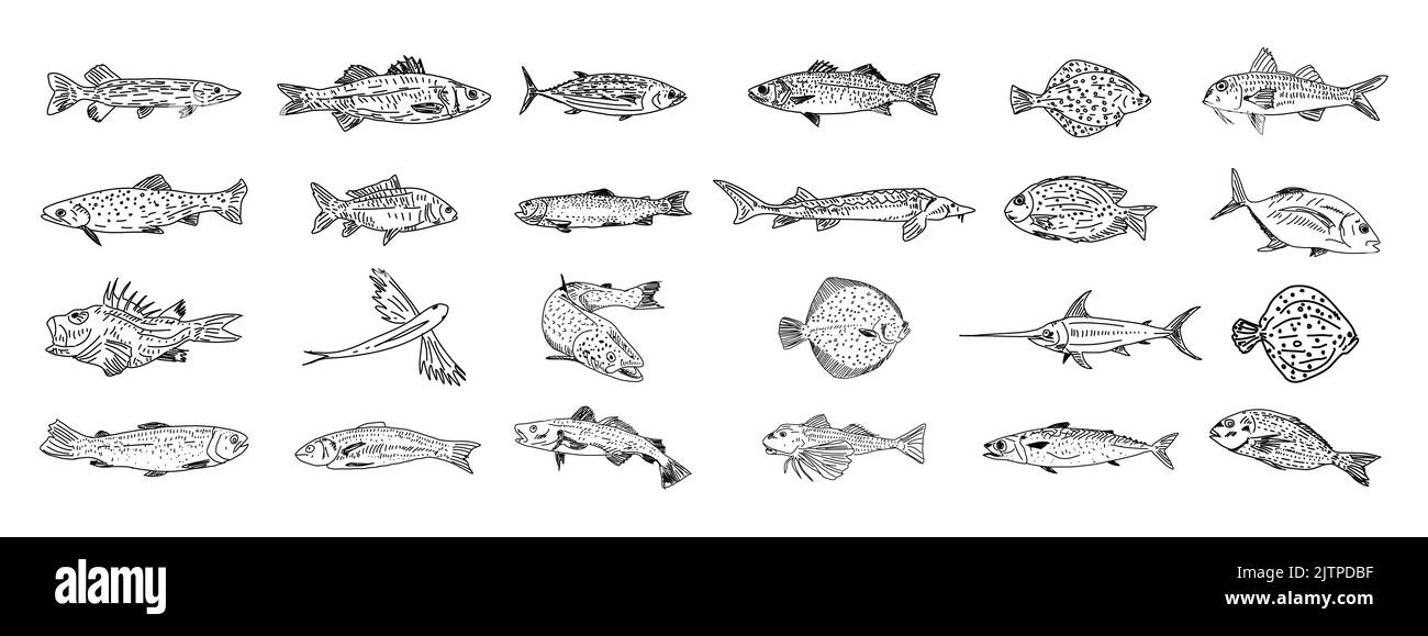 Set di pesce disegnato a mano. Collezione di schizzi di pesce. Illustrazione vettoriale disegnata a mano. Illustrazione del menu Food. Illustrazione Vettoriale