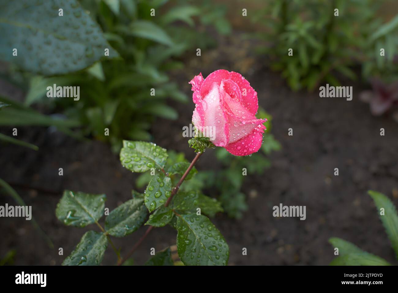 Un bottone rosa con un colore rosso corallo. Riprese in giornata, all'aperto e senza carattere. Vista frontale. Foto Stock