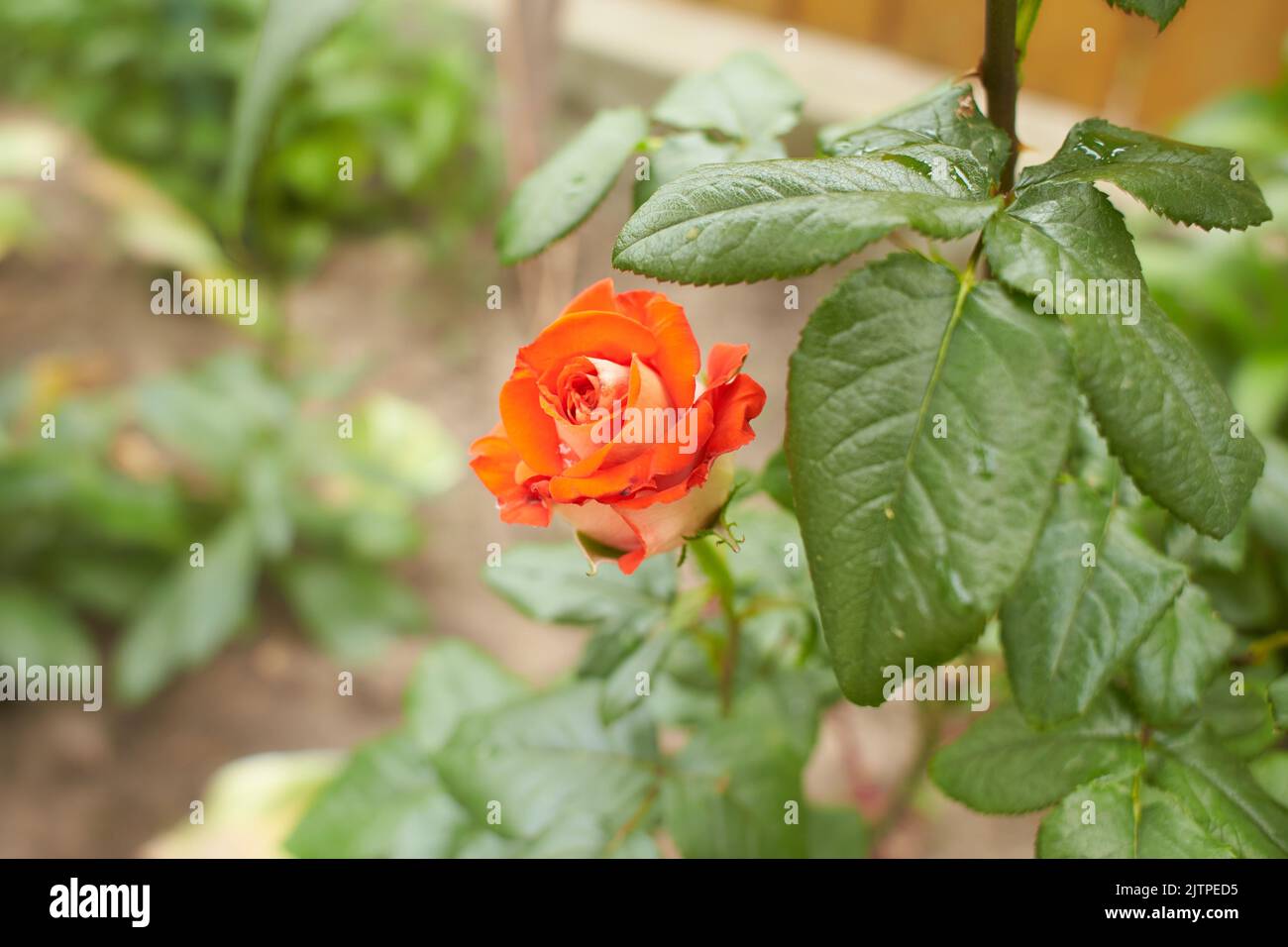 Un bottone rosa con un colore rosso corallo. Riprese in giornata, all'aperto e senza carattere. Vista frontale. Foto Stock