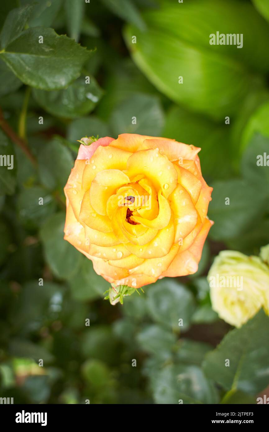 Un bottone rosa di colore giallo. Riprese in giornata, all'aperto e senza carattere. Vista frontale. Foto Stock