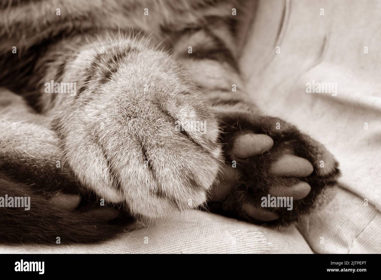 Gatto zampa primo piano su una sedia. Seppia foto di gatto seduto su una sedia. Foto Stock