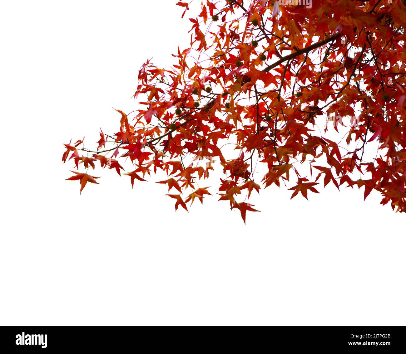 Rami con colorate foglie autunnali con gocce d'acqua isolate su sfondo bianco. Messa a fuoco selettiva. Sweetgum americano Foto Stock