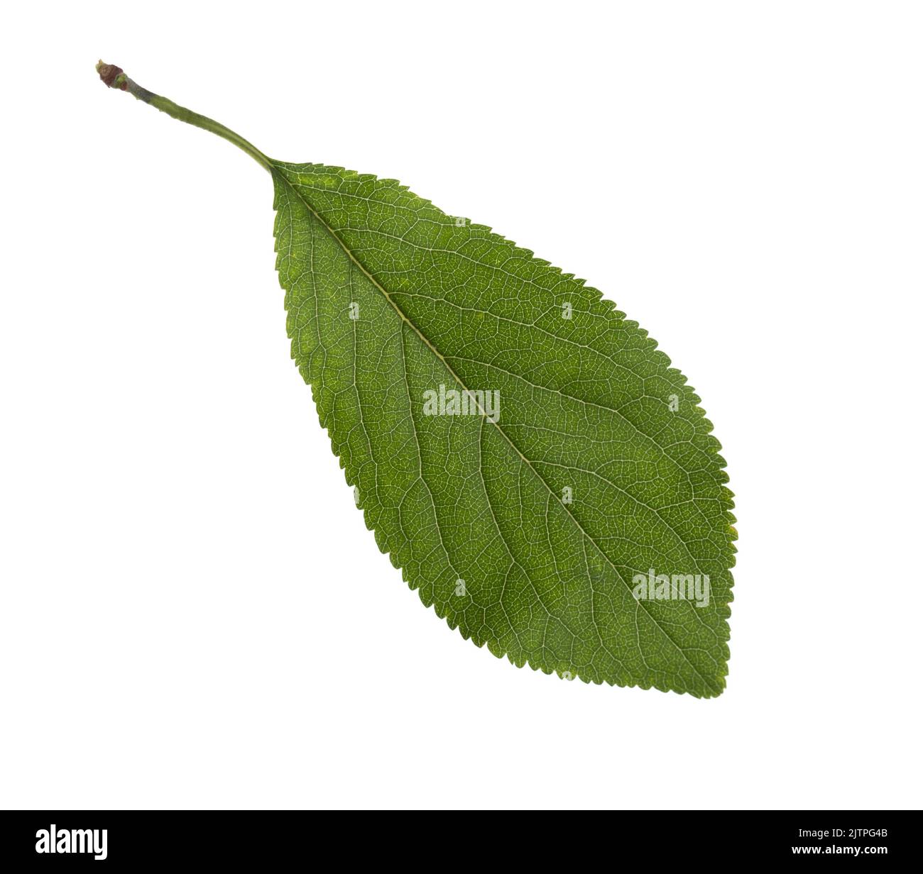 Foglia verde di prugna fresca isolata su sfondo bianco. Foto Stock